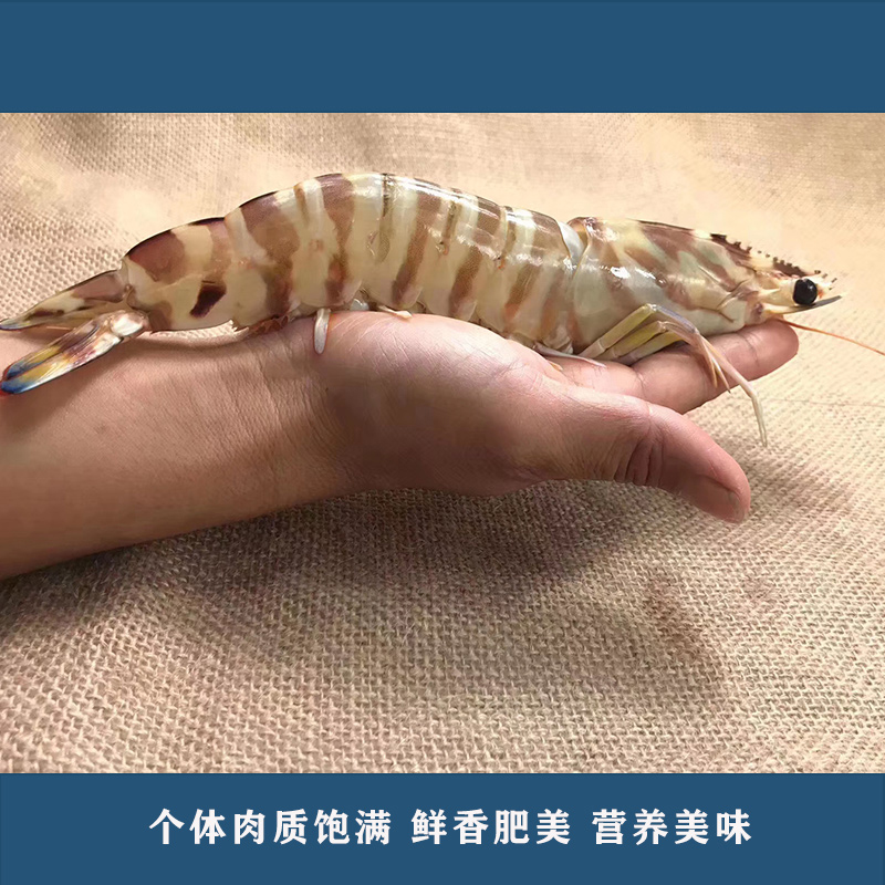 斑节虾怎么吃